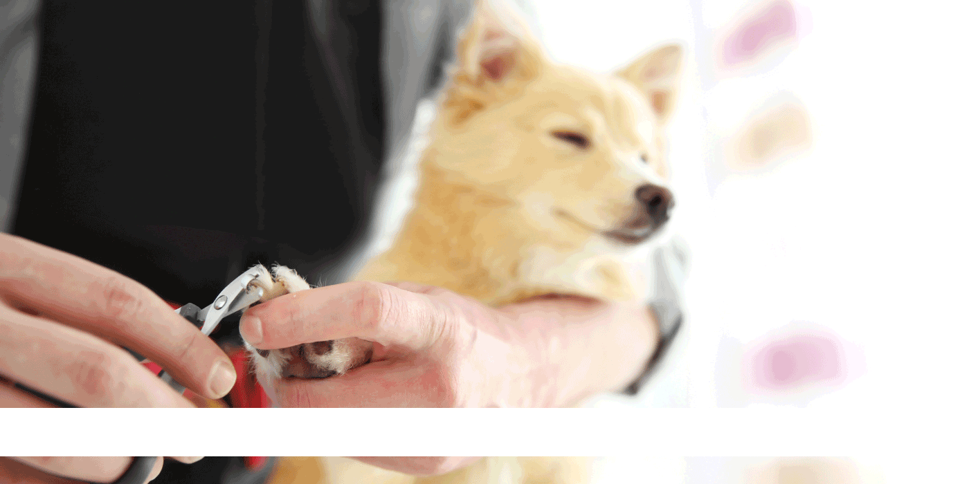 dog nail clippers