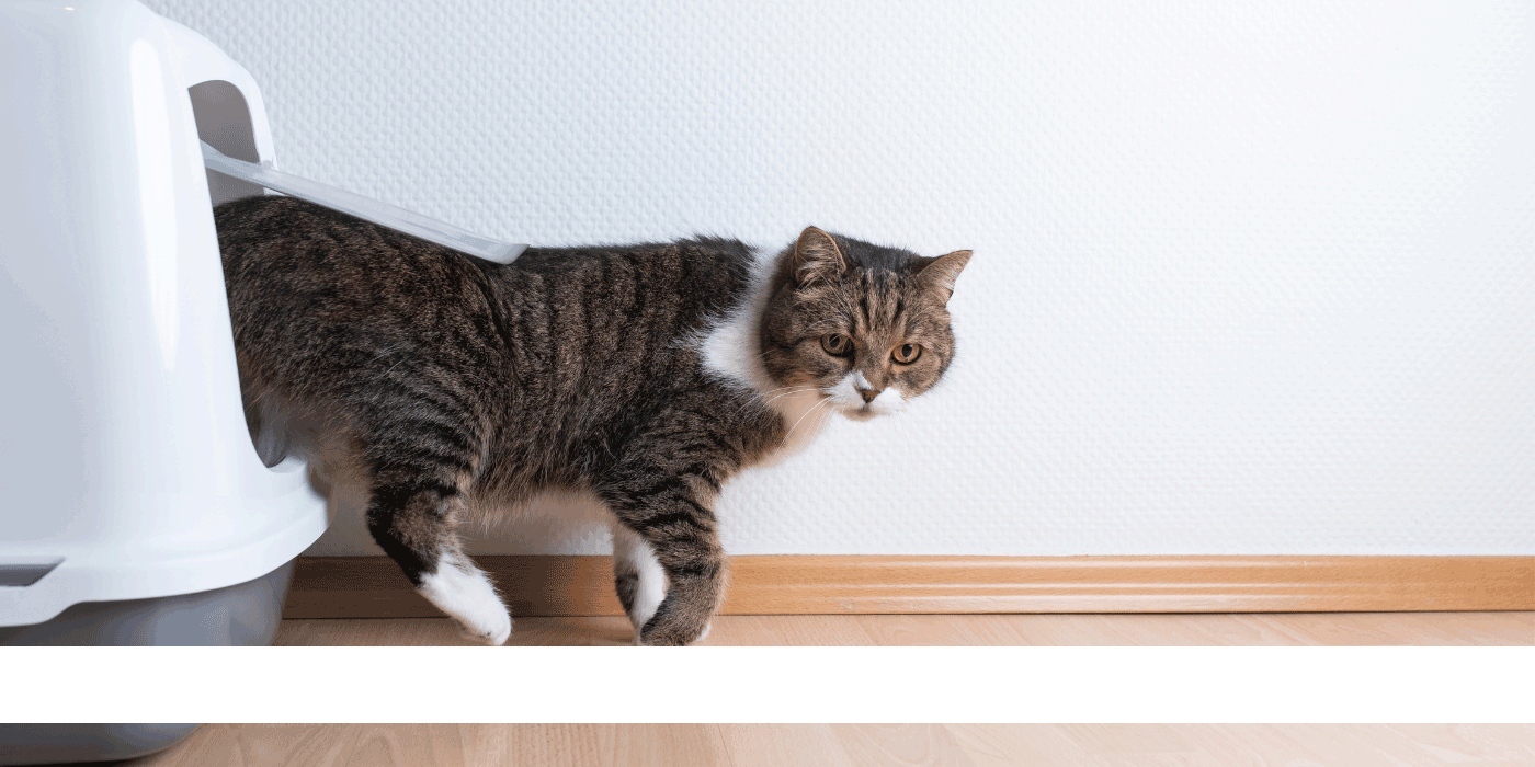 Cat Litter Mat