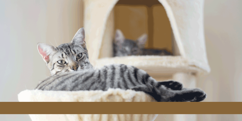 cat trees for apartments