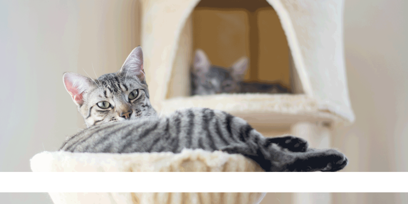 cat trees for apartments