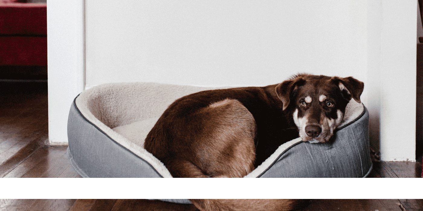 dog beds