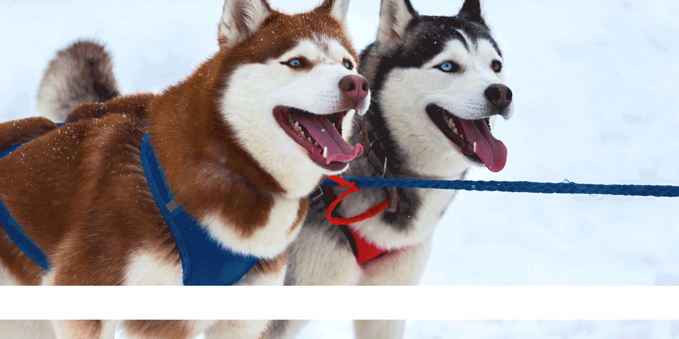 dog harness