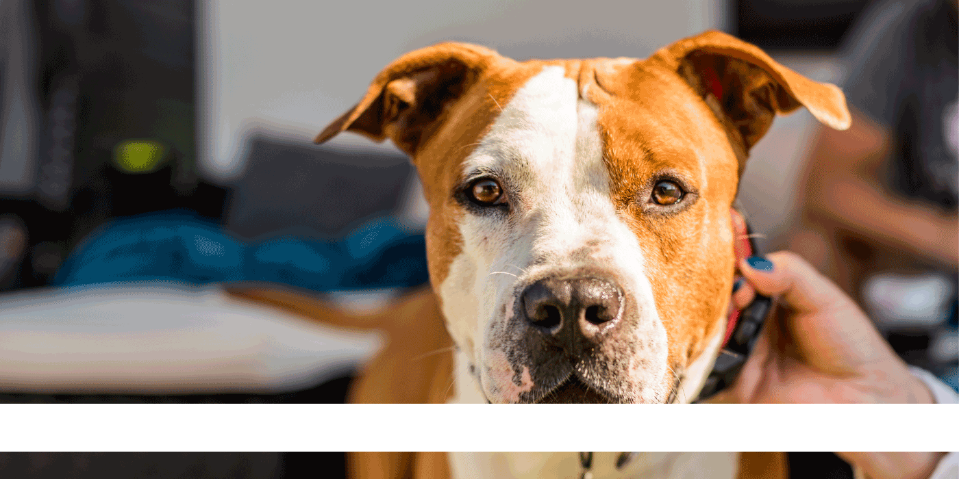 pet collars