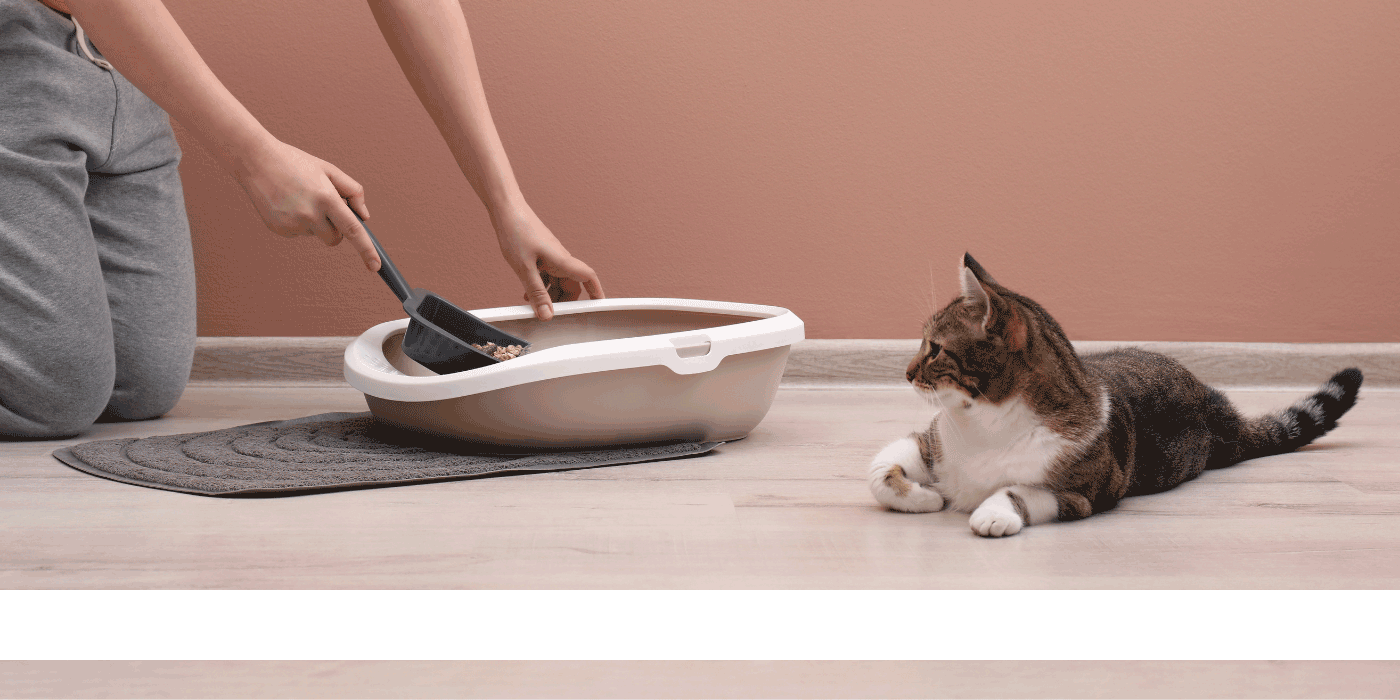 cat litter
