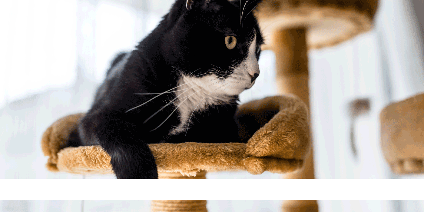 cat scratcher
