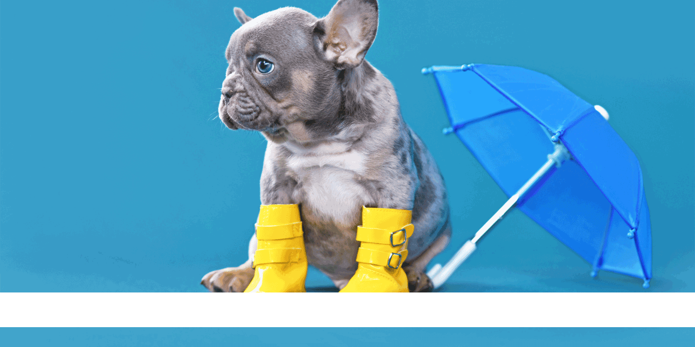 dog boots