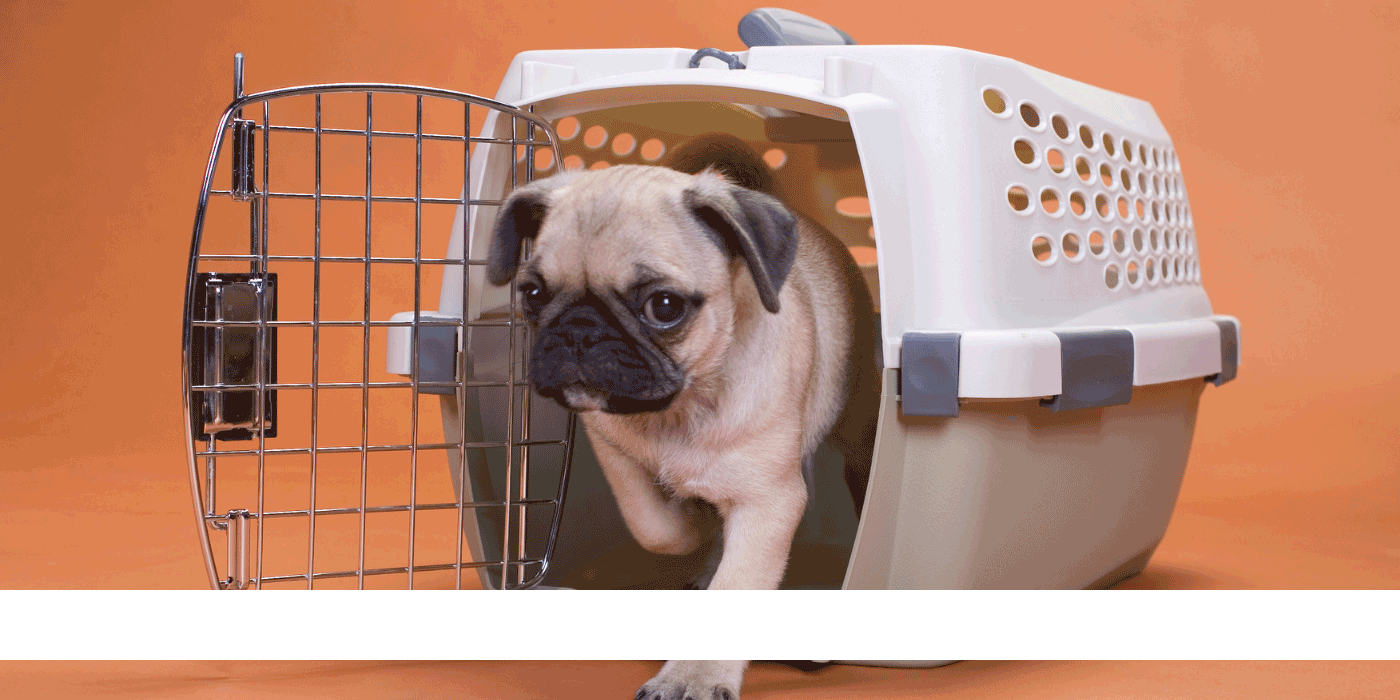 puppy crate
