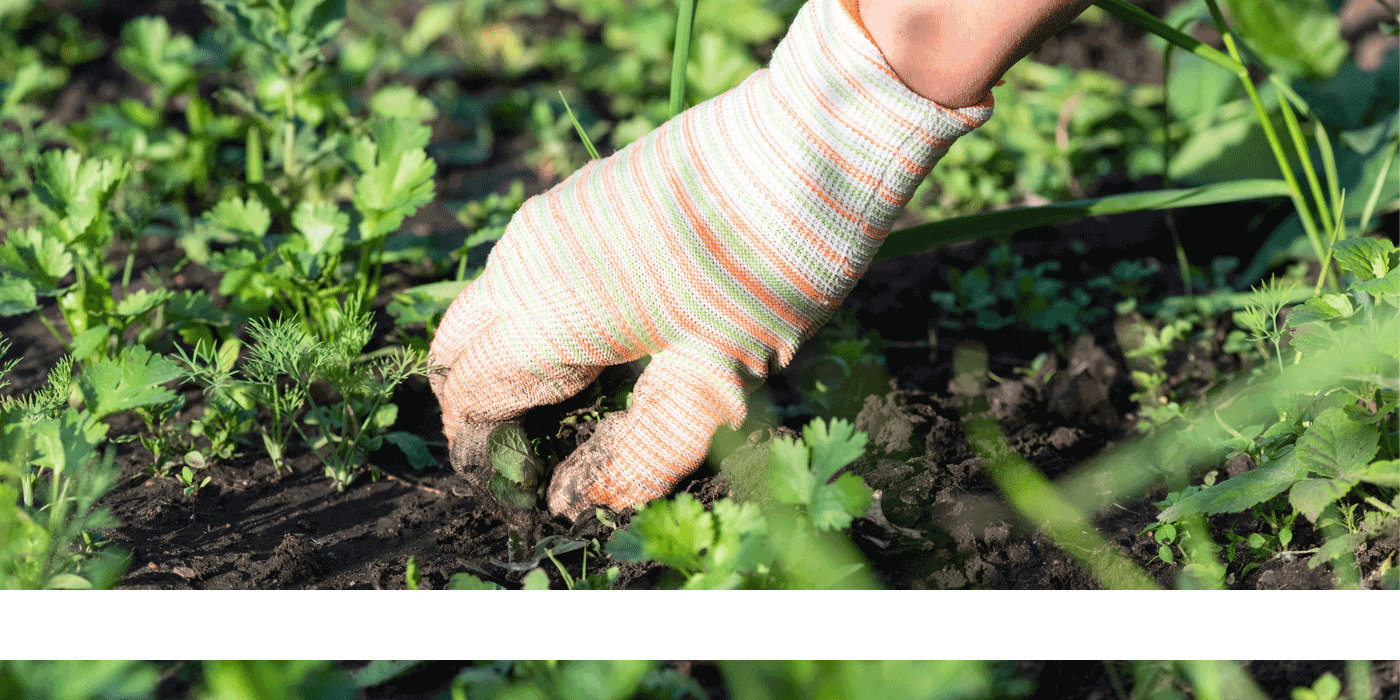 how to keep weeds out of garden